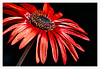 African Daisy No.1