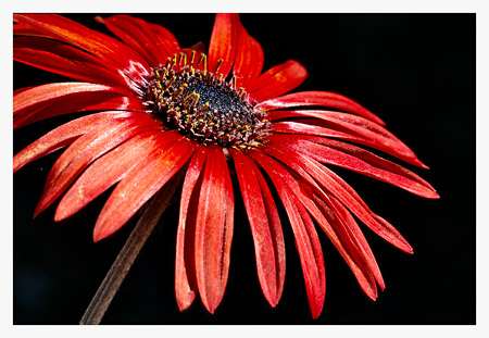 African Daisy No.1