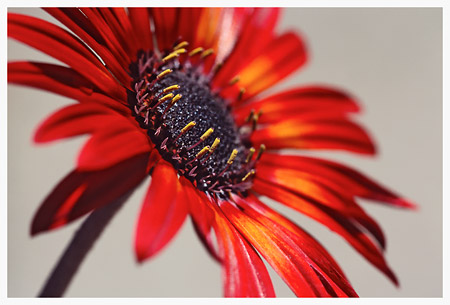African Daisy No.2