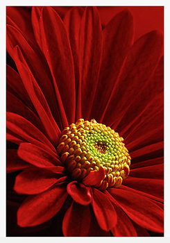 Chrysanthemum No.2