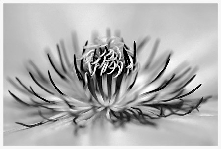 Clematis, High Key