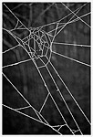 Cobbweb