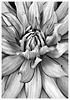 Dahlia No.1
