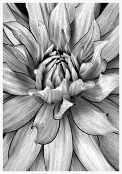 Dahlia No.1