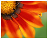 Gazania No.1