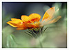 Gazania No.2