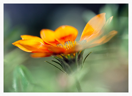 Gazania No.3