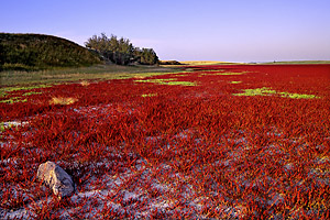 Red Samphire No.1