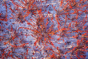 Red Samphire No.2, detail