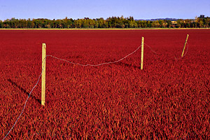 Red Samphire No.3