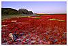 Red Samphire No.1