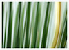 Sago Palm