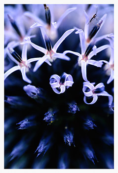 Allium and Insect