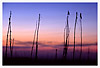 Reeds