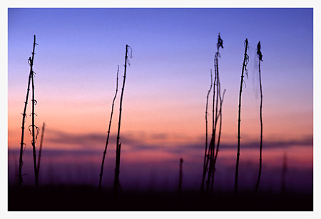 Apparitions on a Prairie Slough
