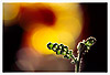 Backlit Frond