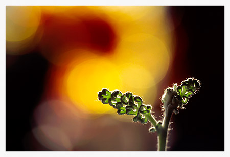 Backlit Frond