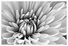 Chrysanthemum