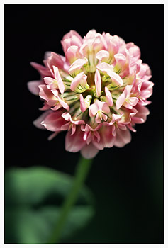 Wild Clover