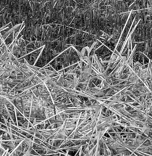 cut hay detail near
