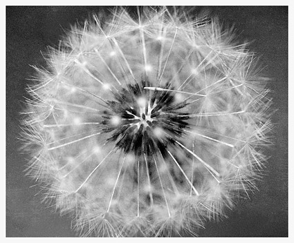 Dandelion