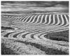 Cut Hay, Stettler AB