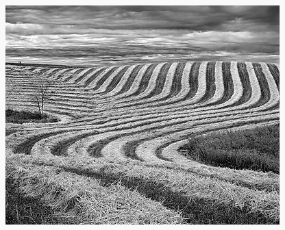 Cut Hay and Bale, Stettler AB