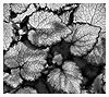 Ground Cover