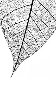 Fall Leaf No.2