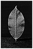 Fall Leaf