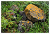 Lichen Boulders