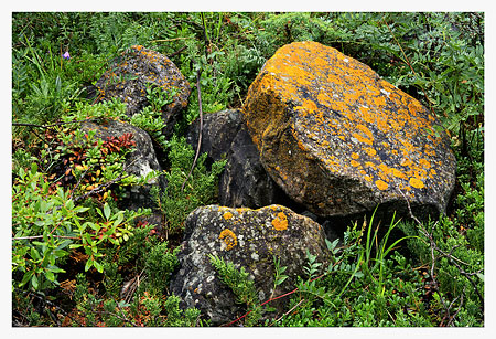 Lichen