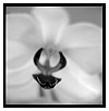 Orchid B+W