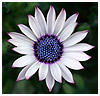 Jeweled Osteospermum