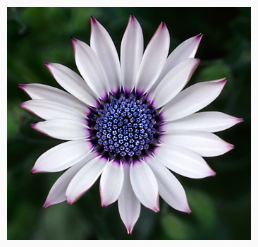 Jeweled Osteospermum
