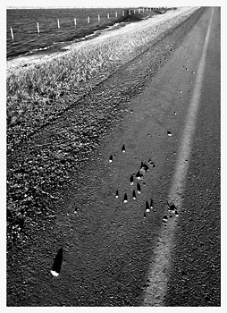 Rocks on Road
