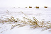 Snowy Field