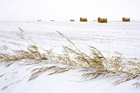 The Cycle, Snowy Field