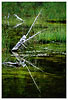 Deadfall, Canmore AB