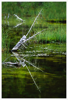 Deadfall, Canmore AB