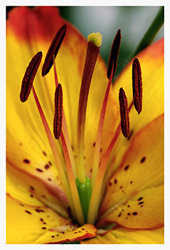 Tiger Lilly