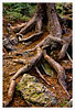Tree Roots No.2