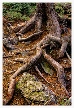 Tree Roots No.2