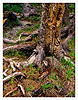 Tree Roots No.1