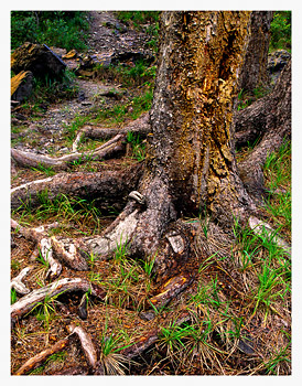 Tree Roots No.1