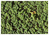 Water Moss
