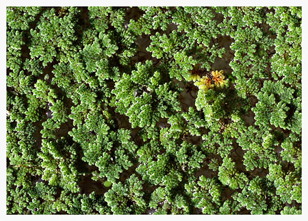 Azolla - Water Moss
