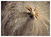 Wild Clematis Seed