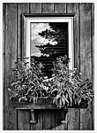 Window Box