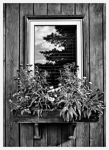 Window Boix